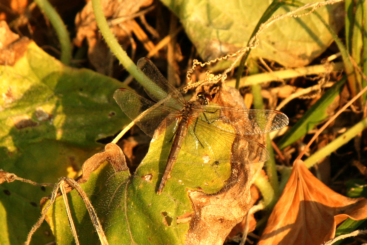 Libellule tardive: Sympetrum depressiusculum & striolatum